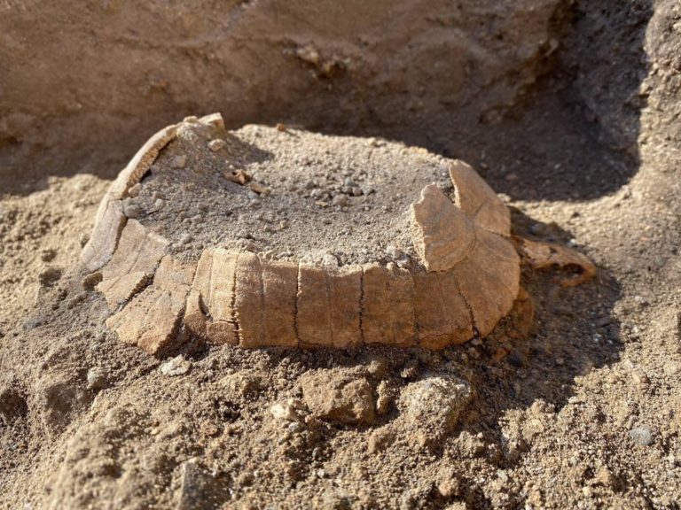 Pompei, la scoperta: tartaruga di 2000 mila anni fa col suo uovo