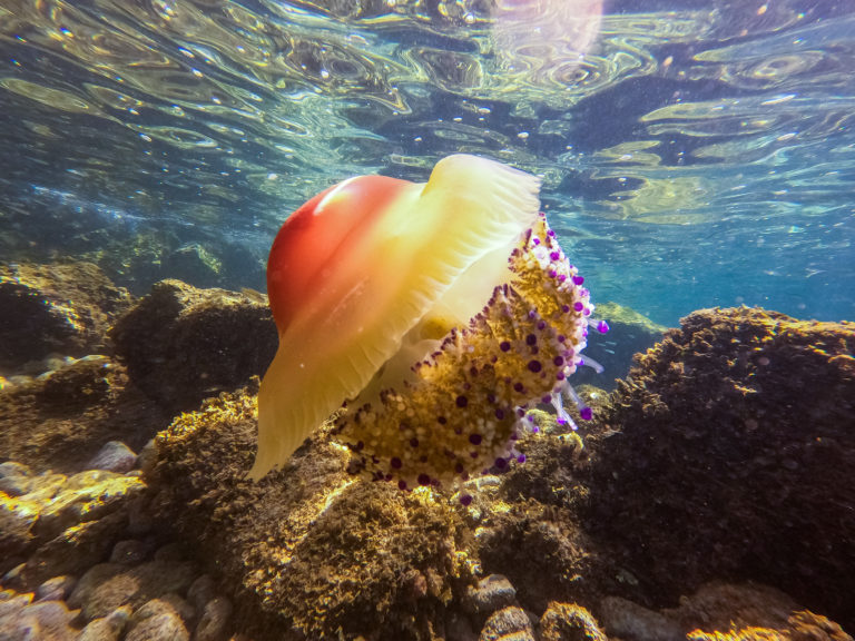 Nelle acque del Polese le meduse che sembrano un uovo fritto