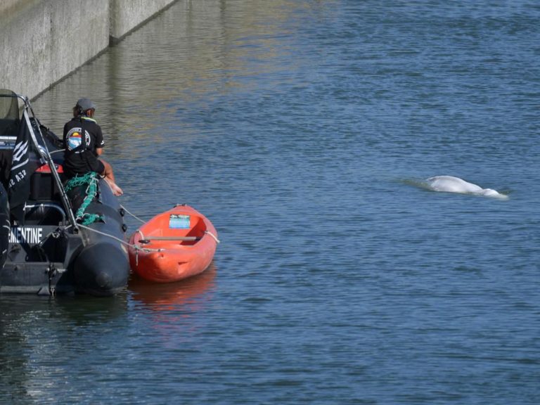 Francia, è morto il beluga rimasto intrappolato nella Senna