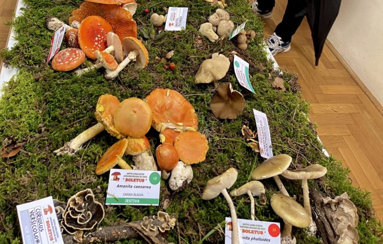 Funghi, la bontà del sottobosco