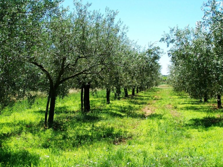 Campagne dell’Umaghese. Al via la raccolta delle olive