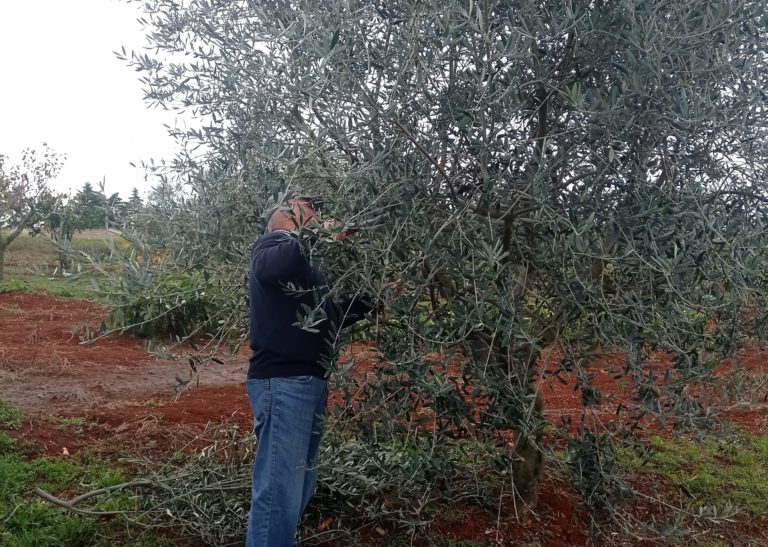 L’oro verde dell’Istria: dall’albero all’olio d’oliva