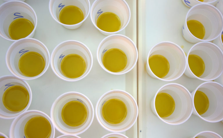 Slovenia, olio d’oliva: attenzione alle truffe
