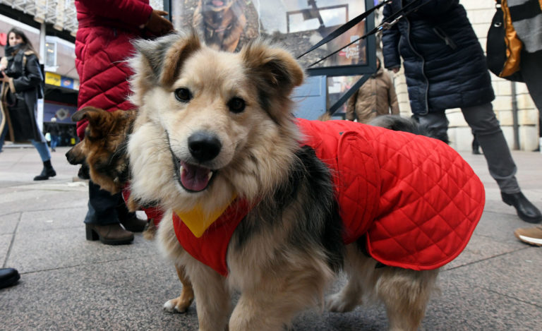 «Adotta il vero amore» mostra canina in Corso