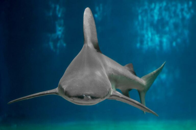 Attaccato dallo squalo in Australia, il video di Matteo: “Salvo per miracolo”