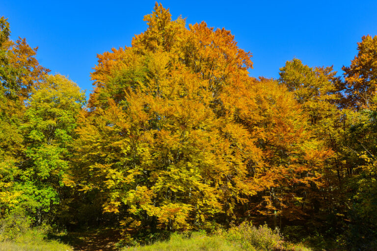 «I colori dell’autunno» riuniscono 251 ragazzi