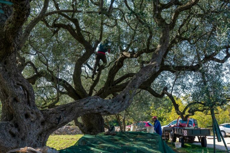 Istria. Finisce in ospedale la raccolta d’olive per due italiani