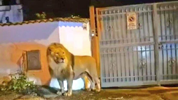 Il leone a Ladispoli: la fuga prima della cattura: i video
