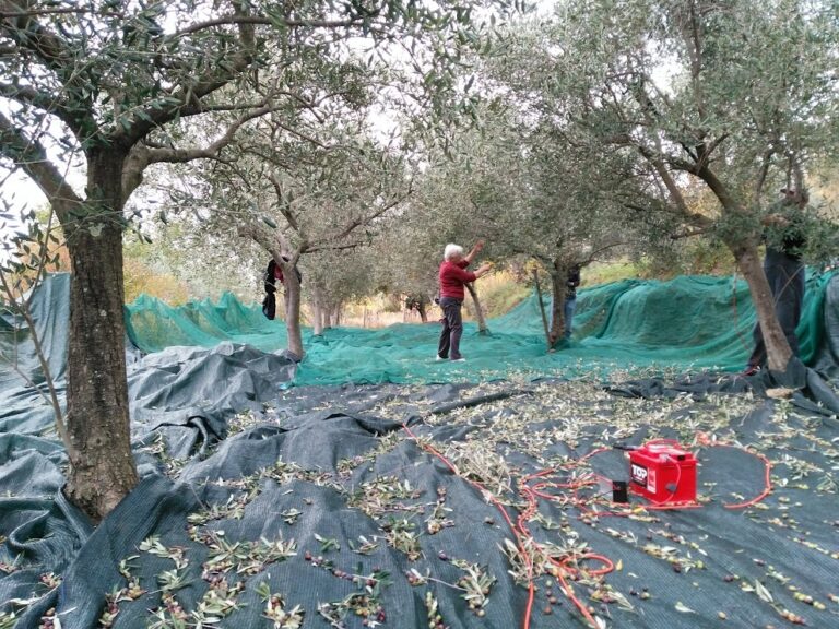 Raccolta delle olive: una tradizione millenaria (foto)