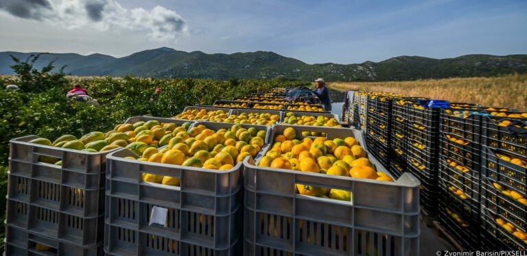 Scoperto nuovo stock di mandarini della Narenta con pesticida pericoloso