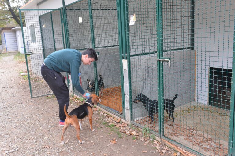 L’asilo per cani di Viškovo propone una serie di iniziative di fine anno