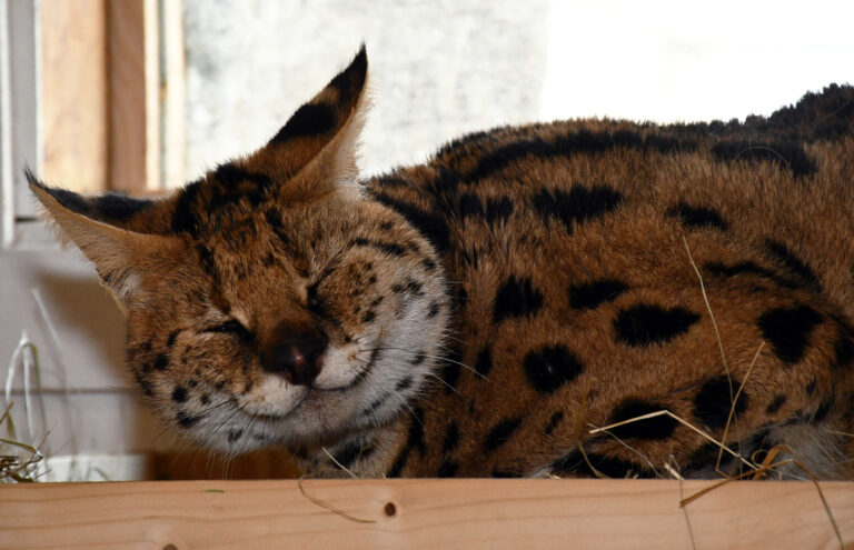 Il gattopardo del Gorski kotar di proprietà di una russa che ha vissuto ad Abbazia