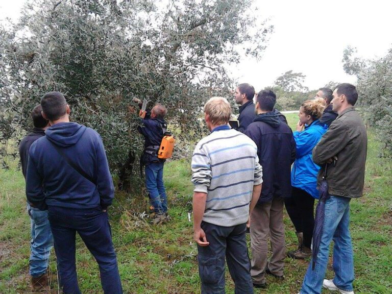 Dignano, corso per olivicoltori
