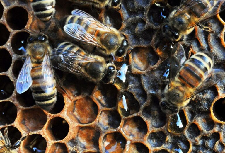 Sos per 50 miliardi di api ingannate dal caldo